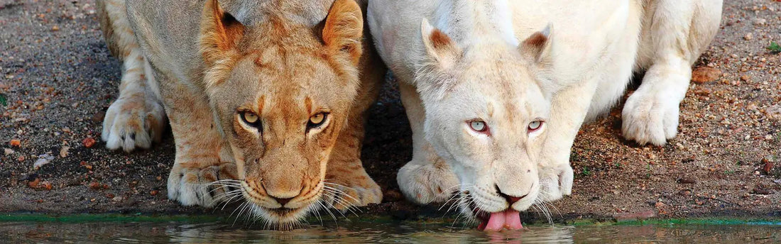 LE LION BLANC DE TIMBAVATI 🇿🇦