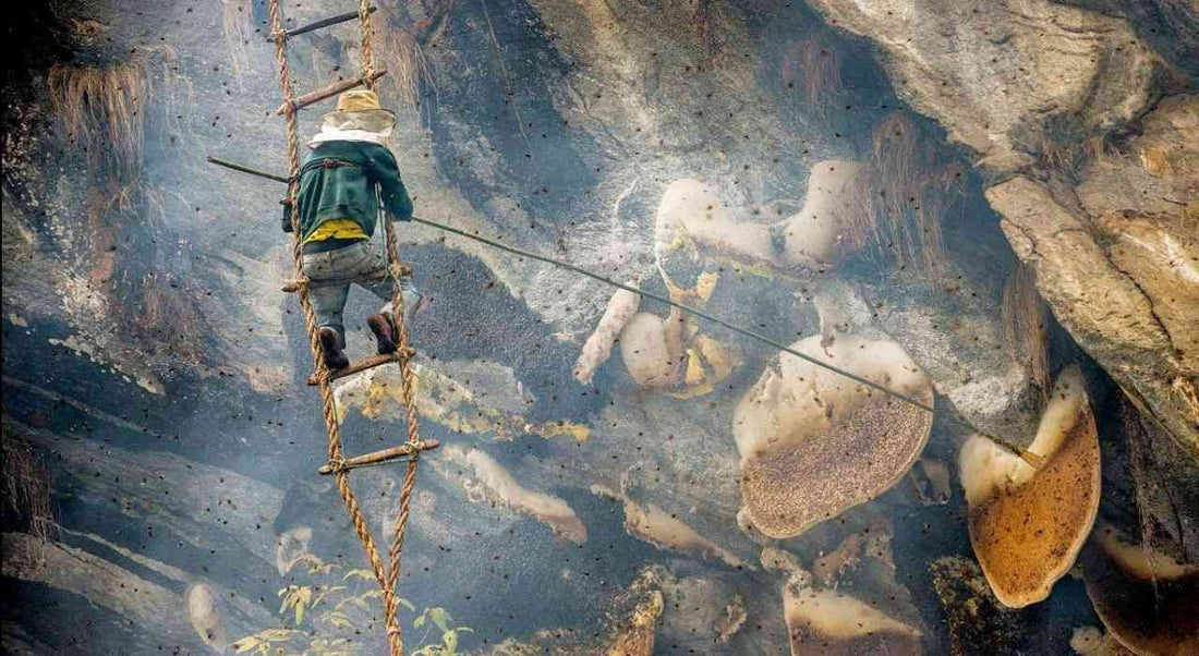 LA « CHASSE AU MIEL FOU » DE L’HIMALAYA 🇳🇵